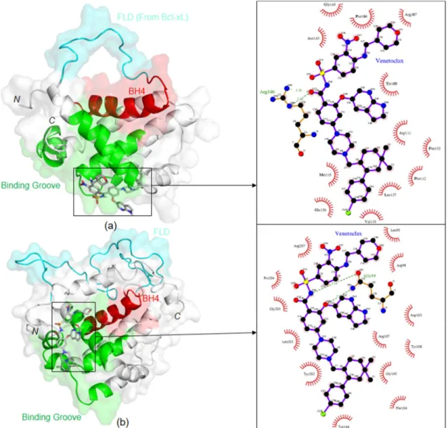 Figure 2.  Docking orientation of venetoclax in (a) chimeric and (b) physiological Bcl-2 forms, and  schematic representation of corresponding protein-ligand interactions, on the right