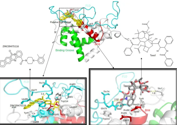 Figure 5. Docking orientations of putative inhibitors and Taxol with the physiological form of Bcl-2