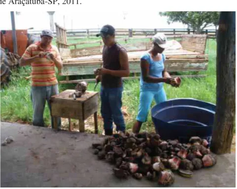 FIGURA 5. Produção de mudas de bananeiras através de pedaço de rizoma, no município   de Araçatuba-SP, 2011