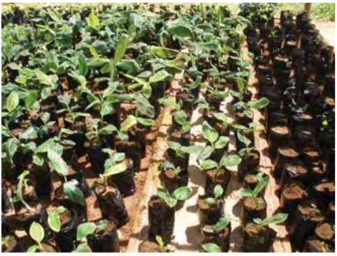 FIGURA 7. Mudas de bananeira obtidas através de pedaço de rizoma acondicionadas em   saquinhos, município de Araçatuba-SP, 2011