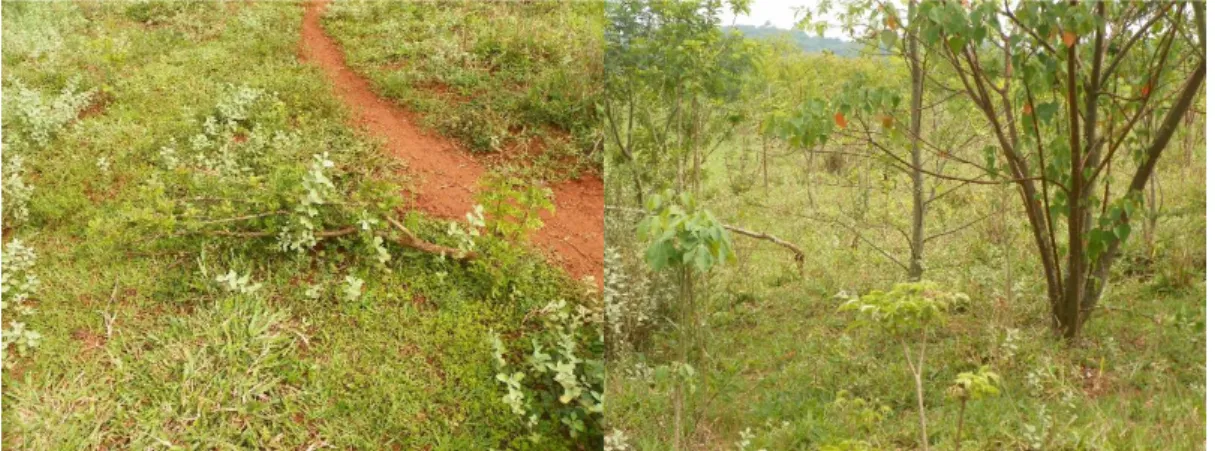 Figura 6. Indivíduo arbóreo danificado pelo trânsito do gado (esq.) e a vegetação  da área R5
