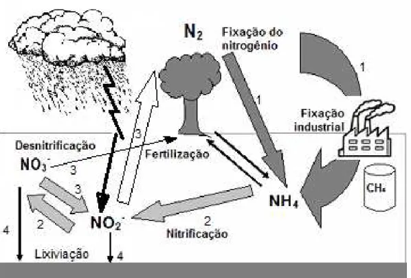 Figura 1 - O ciclo do nitrogênio. Existem 3 principais processos no ciclo biogeoquímico do nitrogênio: 