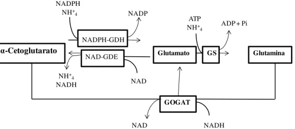 Figura 4 -  Interconversão de α -cetoglutarato, amônia, glutamato e glutamina pelo Metabolismo Central  do  Nitrogênio  (MCN)