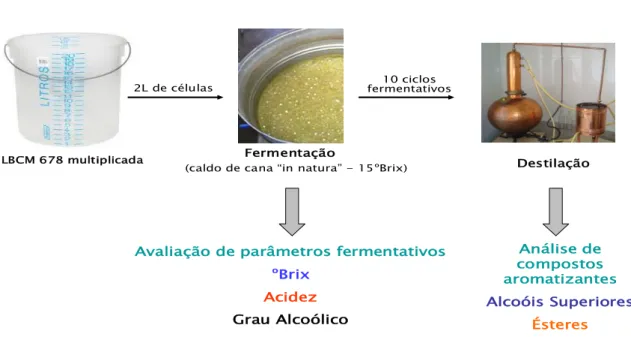 Figura  7  -  Esquema  do  sistema  de  fermentação  em  batelada  alimentada  e  destilação