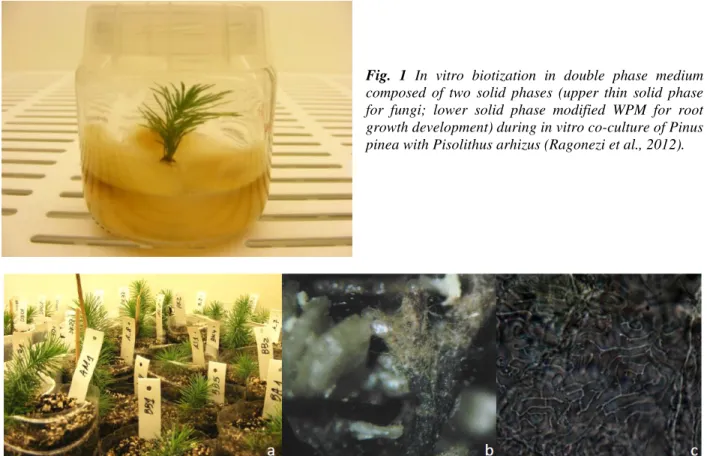 Fig.  1  In  vitro  biotization  in  double  phase  medium  composed  of  two  solid  phases  (upper  thin  solid  phase  for  fungi;  lower  solid  phase  modified  WPM  for  root  growth development) during in vitro co-culture of Pinus  pinea with Pisoli