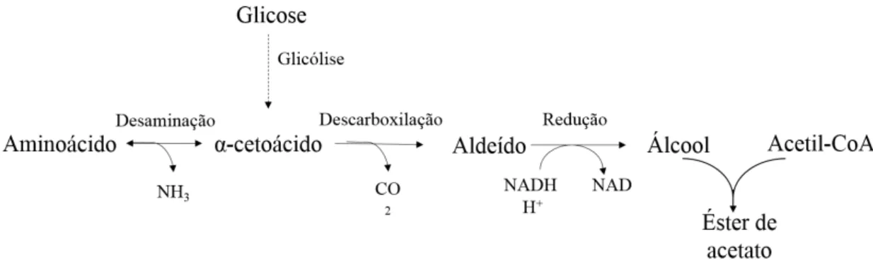 Figura 2: Vias metabólicas da formação de álcoois superiores e seus ésteres de acetato em S