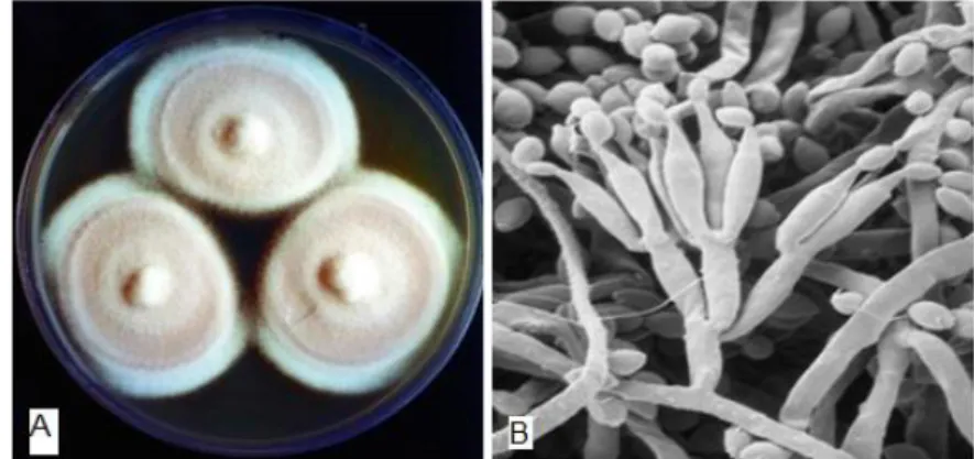 Figura 3. Foto da aparência do fungo P. lilacinus cultivado em meio de cultura ágar  batata dextrosado (A) e microfotografia dos conidióforos (B)