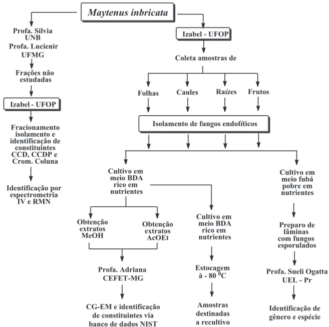 Figura 4.1: Esquema do processo de execução do estudo químico de frações ainda não estudadas e  do  isolamento,  caracterização  química,  identificação  e  estocagem  de  fungos  endofiticos isolados de M