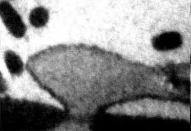 Figura  4.    Curtobacterium      flaccumfaciens    pv.    flaccumfaciens    em  vaso de  xilema  de  feijoeiro  suscetível,  acesso  546,  sob  microscopia  eletrônica de  transmissão.
