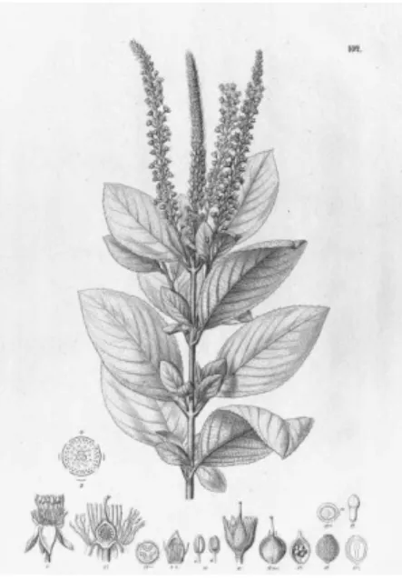 Figura  1:  Desenho  das  folhas,  inflorescência  e  demais  constituintes  de  Abatia  americana (MARTIUS C., EICHLER A.G., URBAN I., 1871) 