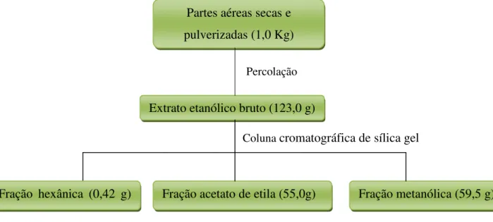 Figura 4. Fluxograma de obtenção do extrato etanólico bruto de L. passerina (LPaE) e das frações  hexânica, acetato de etila e metanólica 