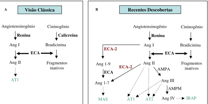 Figura  1.  (A)  Visão  clássica  do  sistema  renina-angiotensina.  ECA  =  enzima  conversora  de  angiotensina; Ang I = angiotensina I; Ang II = angiotensina II; AT1 = receptor de angiotensina tipo 1