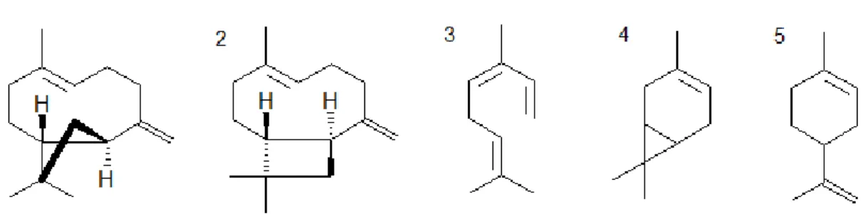 Figura  3.2:  Os  sesquiterpenos  cariofileno  (1)  e  seu  isômero  α -cariofileno  (2)  e  os  moterpenos  ocimeno  (3),  3-careno  (4)  e  D-limoneno  (5)  isolados  do  óleo  essencial  dos  frutos  de  C