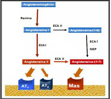 Figura 1 - Representação das principais vias de síntese do Sistema Renina Angiotensina (SRA).ECA    Enzima  Conversora  de  Angiotensina;  ECA  II    Enzima  Conversora  de  Angiotensina  II;  NEP   -Neprilisina; AT- Receptor de Angiotensina II; MAS- Recep