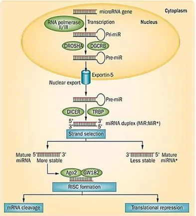Figura 4- Esquema de biogênese e atuação dos miRNAs