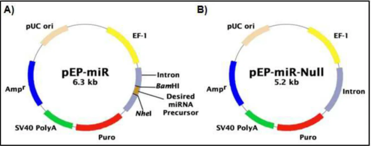 Figura  5  -  Representação  esquemática  dos  vetores  de  clonagem.  A)  Vetor  de  clonagem  miRNASelect™  pEP-miR  Cloning  and  Expression  Vector  (Cell  Biolabs  Inc.)  utilizado  para  estabelecimento  do  clone  A549-pEP-miR-21-5p