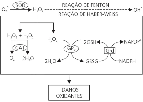 Figura 2. Integração dos sistemas de defesa enzimática. Por meio da reação de dismutação, a superóxido  dismutase (SOD) catalisa a geração de peróxido de hidrogênio (H 2 O 2 ) a partir do radical superóxido (O 2 • )