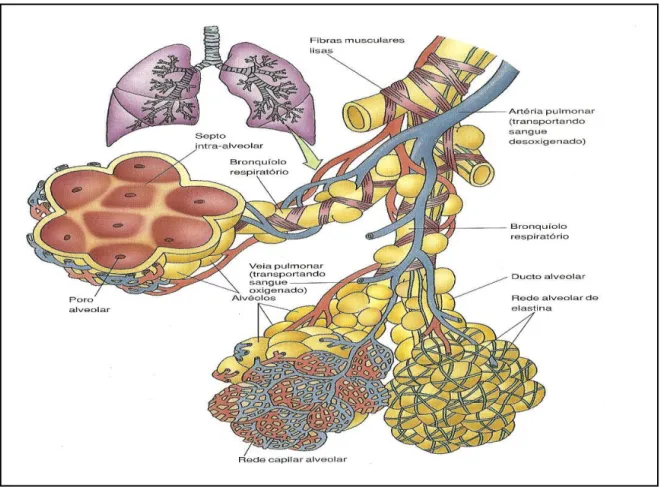 Figura 1. Esquema da estrutura alveolar (Adaptado de Gartner  et al.,  2007). 