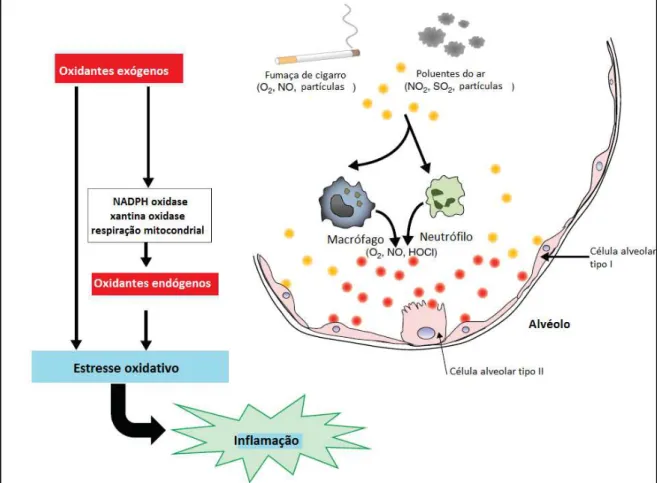 Figura 7.  Fontes de oxidantes presentes nos pulmões (Adaptado de Boutten  et al. , 2010).