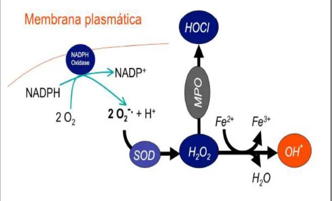 Figura  8.  Vias  de  produção  de  espécies  reativas  de  oxigénio;  MPO  –   Mieloperoxidase;  NADPH/NADP + (Formas  reduzida  e  oxidada  da  Nicotinamida  Adenina-dinucleótido  Fosfato)  (Adaptado  de  Ferreira  et  al., ,  2007)