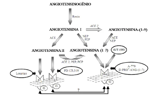 Figura 1. Cascata simplificada do sistema renina angiotensina focando a via de formação da Ang-(1-7)