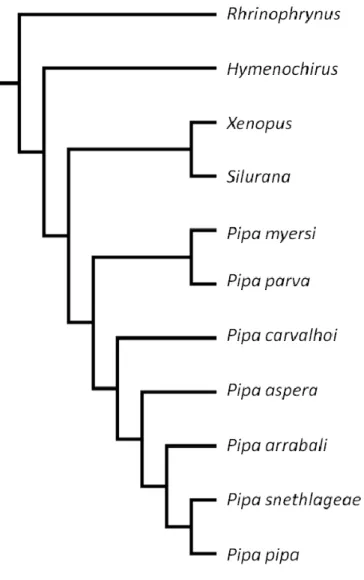 Figura 1.1. Hipótese filogenética dos xenoanuros, redesenhada seguindo Frost et al. (2006) e Trueb  e Massemin (2000)