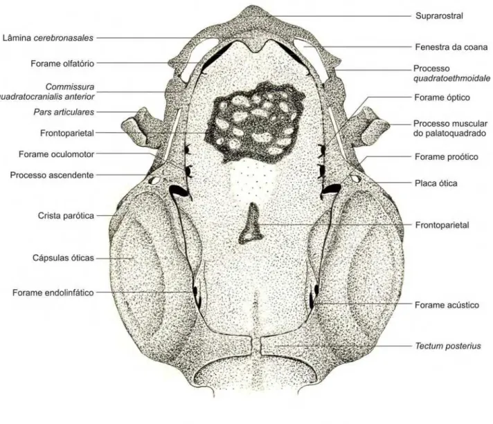 Figura 3.2.1. Condrocrânio diafanizado do embrião 35008 – A (CRC: 5,79 mm) da espécie Pipa  arrabali, em vista dorsal