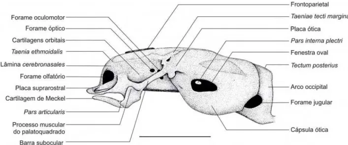 Figura 3.2.3. Condrocrânio diafanizado do embrião 35008 – A (CRC: 5,79 mm)   da espécie Pipa  arrabali, em vista lateral esquerda