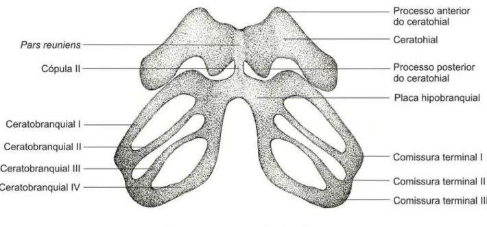 Figura 3.3.1.  Aparelho hiobranquial do embrião 35000 – A  (CRC: 5,30 mm) da espécie Pipa  arrabali, em vista ventral