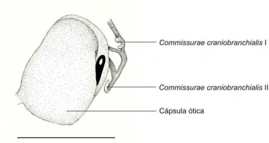 Figura 3.3.2. Detalhe da região da cápsula ótica direita em vista dorsal-lateral do embrião 35000 – A  (CRC: 5,30 mm) de Pipa arrabali
