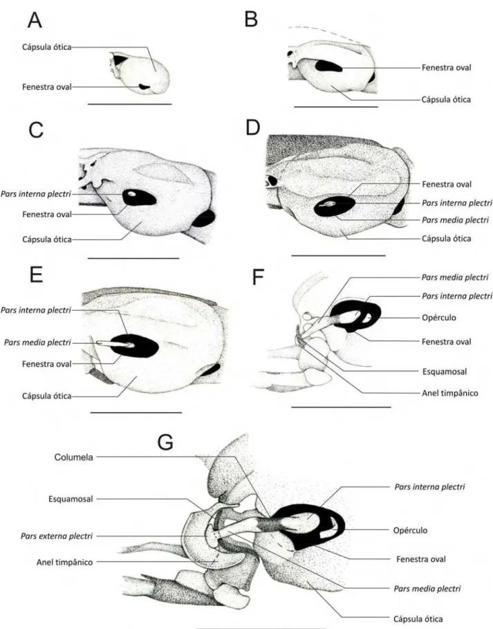 Figura 3.4.1. Cápsulas óticas em visa lateral esquerda de indivíduos diafanizados de Pipa arrabali