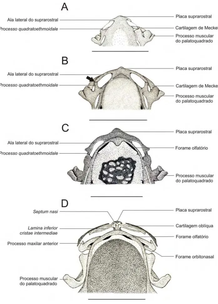 Figura 3.5.1. Região anterior dos condrocrânios diafanizados de Pipa arrabali.  A: 35027-A (CRC:  3,51 mm); B: 35055-A (CRC: 3,81 mm); C: 35000-A (CRC: 5,30 mm); D: 35045-C (CRC: 5,67 mm)