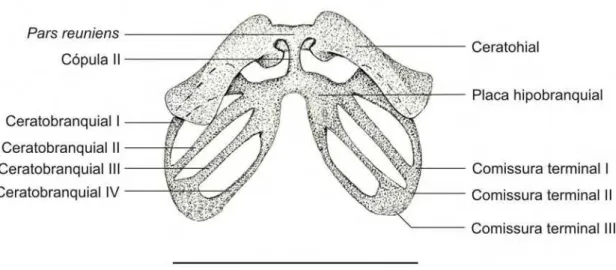 Figura 3.7.1. Aparelho hiobranquial do embrião 35027-A  (CRC: 3,51 mm) de Pipa arrabali, em vista  antero-ventral