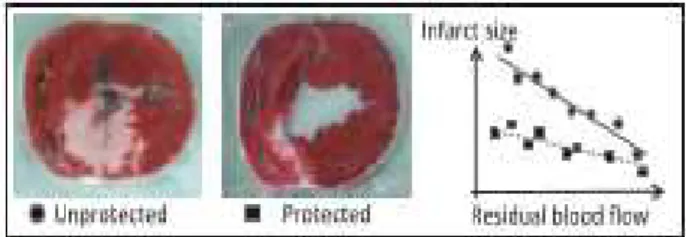 Figura 1: Fotos de dois corações de porcos submetidos ao infarto evidenciando a área infartada em cor mais clara  (coloração trifenil tetrazólio)