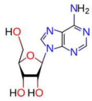 Figura 7: Estrutura química da adenosina. Fonte: http://www.universitario.com.br/noticias/n.php?i=16780 