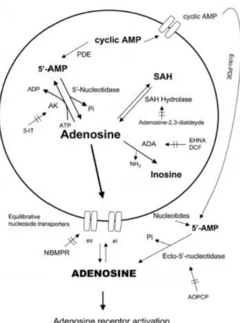 Figura 8: Esquema ilustrativo das vias de produção e degradação da adenosina. Fonte: (Latini e Pedata, 2001)