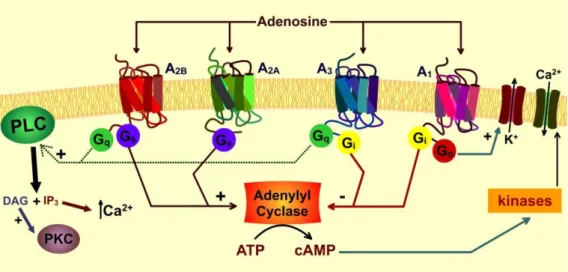 Figura  9:  Vias  de  sinalização  envolvidas  na  ativação  dos  receptores  de  adenosina
