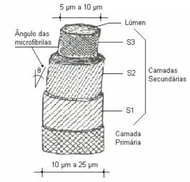 Figura 3.5: Estrutura da Celulose 