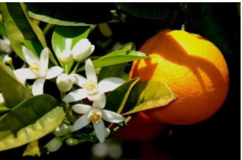 Figura 8 – Flores de laranjeira.  