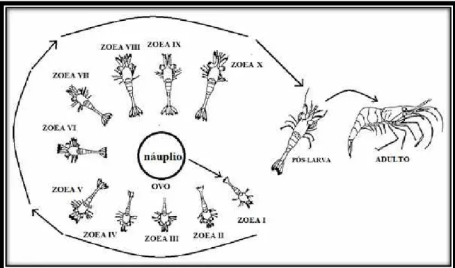 Figura 2: Estágios do desenvolvimento larval de camarões dulcícolas. (Modificado de MAGALHÃES, 1985) 