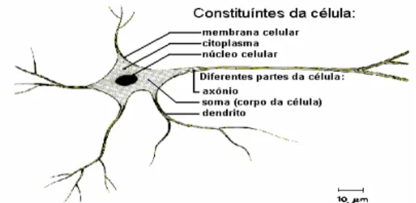 FIGURA 3.2 - Representação de um neurônio biológico  Fonte: apostila de RNA da Pelli Sistemas Ltda