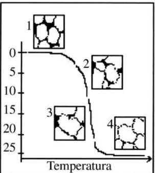 Figura  7  -  Evolução  esquemática  de  crescimento  de  grãos  e  pescoços  e  redução  da  porosidade  no  processo  de  sinterização,  quando  comparado  à  curva  de  retração  linear