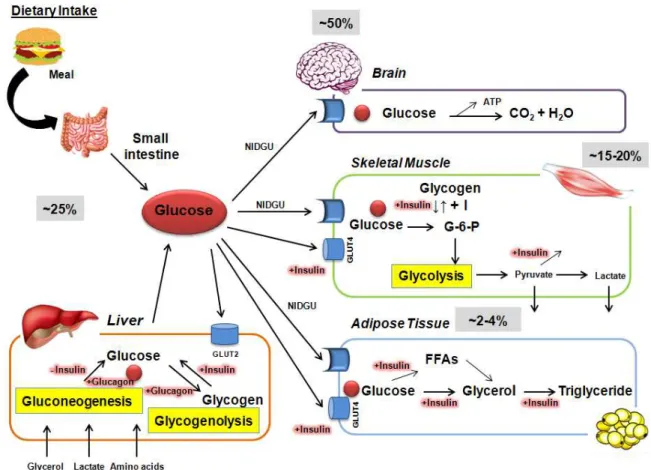 Figure  1.1:  Overview  of  glucose  disposal  in  target  organs.  Routes  of  glucose  disposal  after  a  meal  ingestion  and  in  a  fasting  state