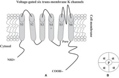 Figure  1.7:  Schematic  representation  of  the  membrane  topology  and  main  features  of  the  voltage  activated K +  (Kv) channel