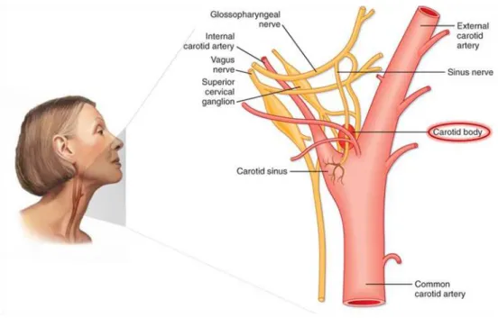 Figure  1.13.  The  Carotid  body  (CB)  localization  and  innervation.  Association  of  the  CB  to  adjacent  structures, arteries and nerves