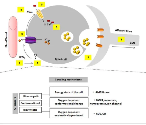 Figure 1.15: Oxygen transduction cascade and putative nature of O 2  sensor(s) in carotid body (CB) cells