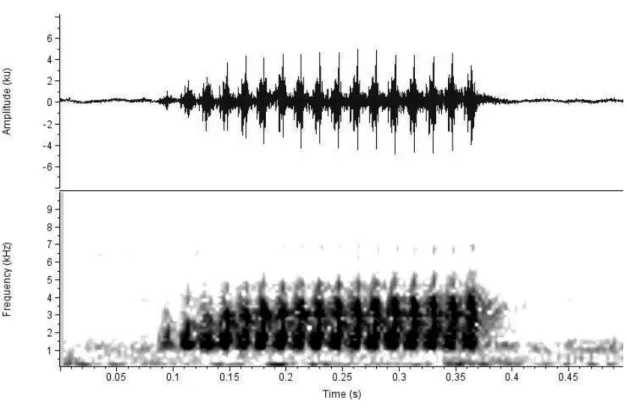 Figura 4 . Oscilograma (acima) e espectrograma (abaixo) do canto de anúncio  de Scinax hayii de Petrópolis, RJ (localidade tipo)
