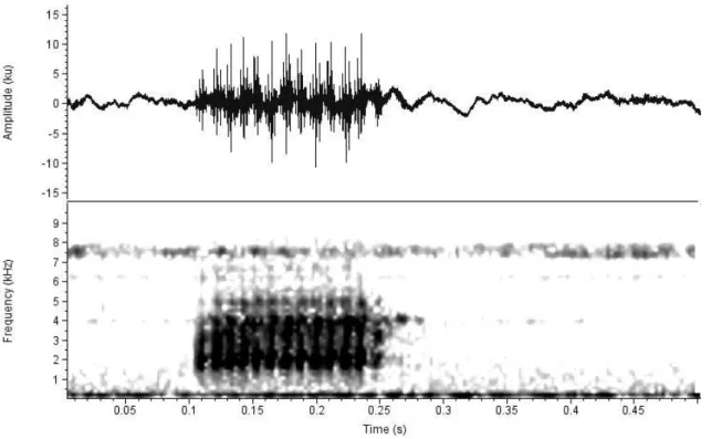Figura 6 . Oscilograma (acima) e espectrograma (abaixo) do canto de anúncio  de Scinax aff