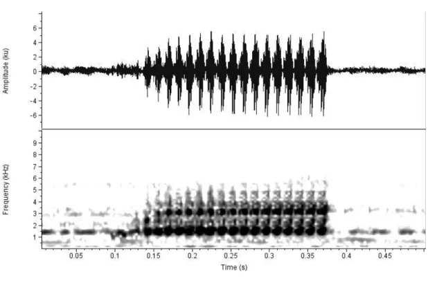 Figura 8 . Oscilograma (acima) e espectrograma (abaixo) do canto de anúncio  de Scinax hayii da UTO Serra do Mar