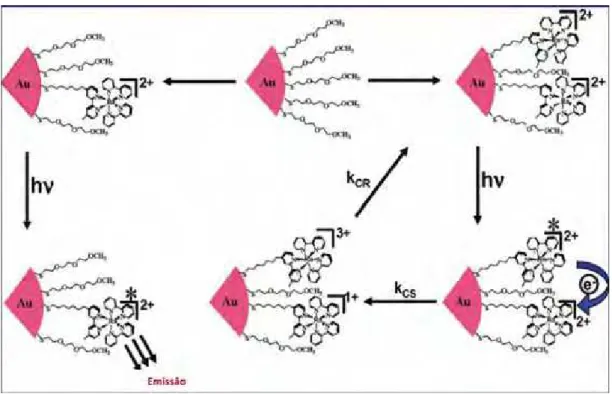 Figura 22. Processos induzidos por luz em nanopartículas de ouro funcionalizadas com complexos  de Ru (II)